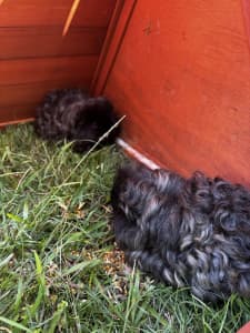 2 Guinea pigs with indoor and outdoor cage