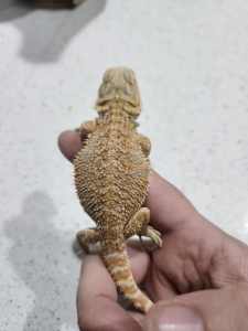 central bearded dragons 