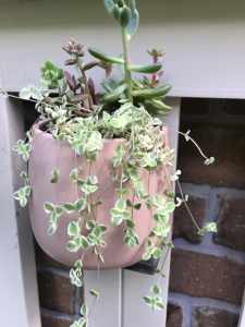 Small Ceramic pot full of multiple coloured mini succulents