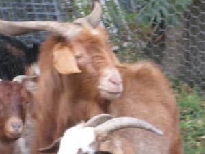 Large Male Buck Goat Brown colour 5 years of age.
