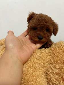 6 week red poodle are looking for parents