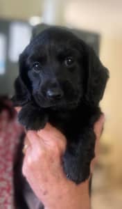 Solid black mini dachshund pups