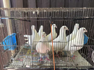 Homing/Racing Pigeons for sale. From $15