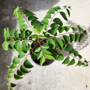 Curry Leaf Plant - Murraya koenigii