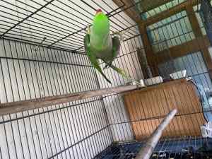 Alexandrine parrot female