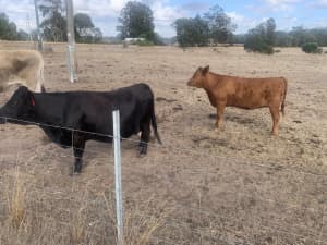 Dexter cows and calves for sale