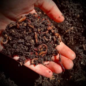 Worms -Composting -Worm Farm -Fertiliser -Castings -Gardening -Eco 