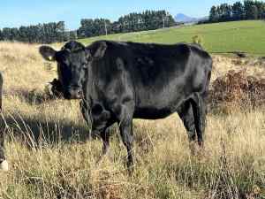 Angus /Friesian cross cow
