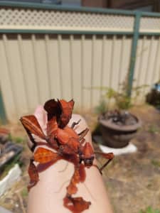 Spiny Leaf Stick Insect hatchling Pick Up Only Broadmeadows