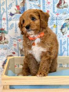 Male Toy Cavoodle in Adelaide - 8 Weeks Old
