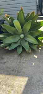 2x Giant Agave plants