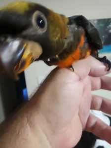 Hand reared Dusky lory male and Black lorries