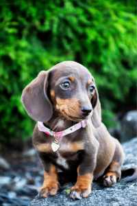 Pure bred miniature dachshund puppies