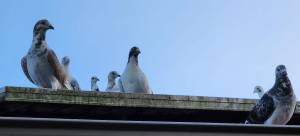 Homing n High flyer pigeons