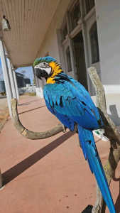 Blus and gold macaw