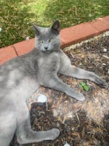 Lost 10 Month Old Cat - Monash