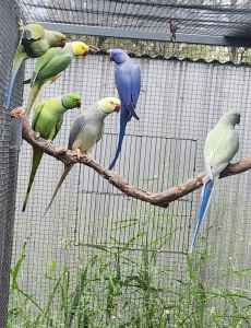 Indian Ringnecks and Budgies for sale