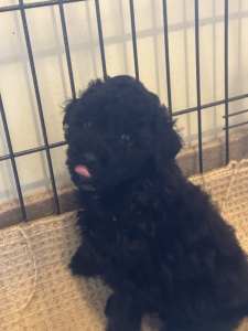 Pure toy poodle ( DNA )