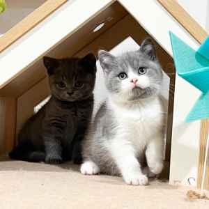 Pure Breed British Shorthair Blue Bi Kitten Available