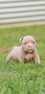 American Bully Puppies- Ready this weekend 