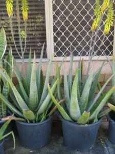 Potted edible aloe-vera plants, discounts for multi-purchases