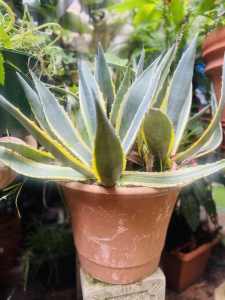 Striking Century Plant Agave Americana mediopicta Alba