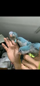 Hand raise baby Quaker parrot 