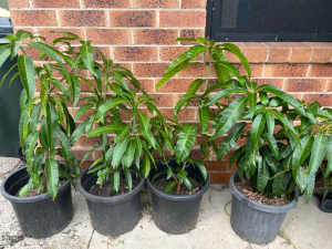 Mango Trees in pots (Kensington Pride)