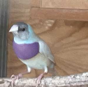 Silver Gouldian Cock Bird