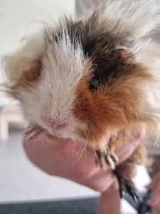 2x Female Texel breed guinea pigs entire setup