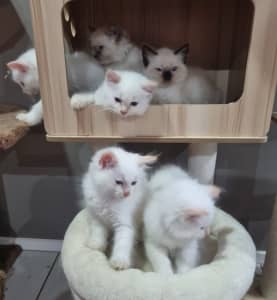 3 left Purebred Ragdoll FLAMEPOINT- must go this weekend