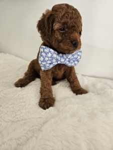Purebred Toy Poodle Puppy 