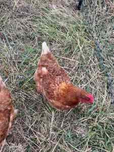 7 Isa Brown Chickens ( Hy-Line Brown)