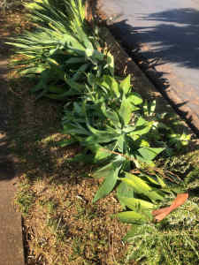 Free plants on roadside