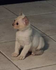 Burmese purebred boy kitten