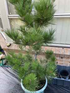 Japanese black pine for sale
