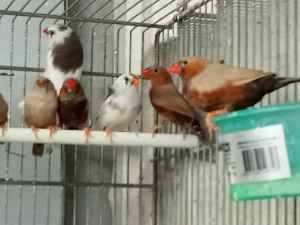 assorted finches and parrots