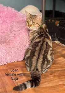 Joan - Perth Animal Rescue inc vet work cat/kitten