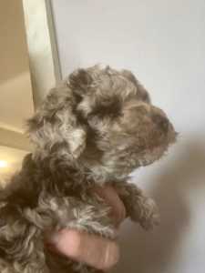 merle toy poodle. pure bred. dna clear