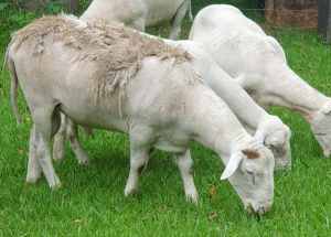 Ram Sheepmaster breed 15 monts old