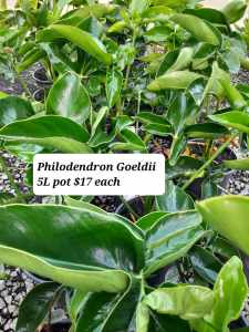 🪴🪴Philodendron Goeldii and many other plants 