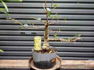 Starter Trees for Bonsai from $100