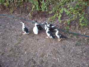 Muscovy Ducks for sale 
