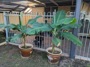 Banana trees in pots for sale