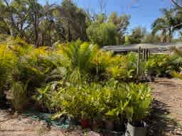 Palms, Golden Canes & Cycads