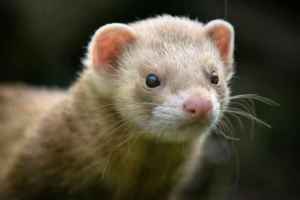 Wanted: looking to rehome any unwanted ferrets