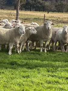 SHEEPS FOR SALE - RAM / Wethers / EWES