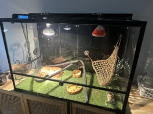 As new Bearded Dragon package incl 120cm enclosure
