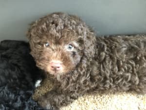 Poodle puppy for sale!! ***SOLD PENDING***