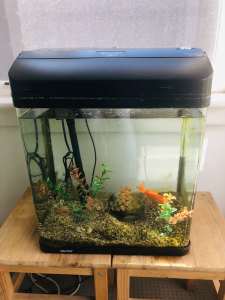 Fish Tank For Sale in Cammeray!